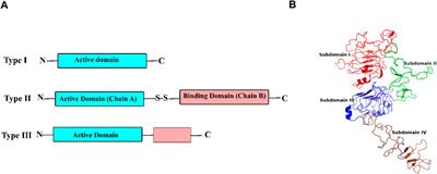 Computational design of fusion proteins against ErbB2-amplified tumors inspired by ricin toxin